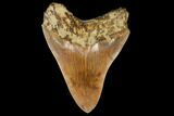 Serrated, Colorful, Fossil Megalodon Tooth - Indonesia #149261-1